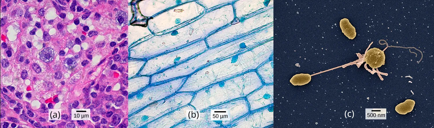 Three microscopy panels side by side: (a) a pink- and purple-stained tissue section packed with round, dark purple cell nuclei, (b) a light micrograph of transparent, blue-stained rectangular plant cells with thick cell walls, and (c) a false-color gold scanning electron micrograph of oval and round bacterial cells on a black background, with one thin pilus connecting two of them.