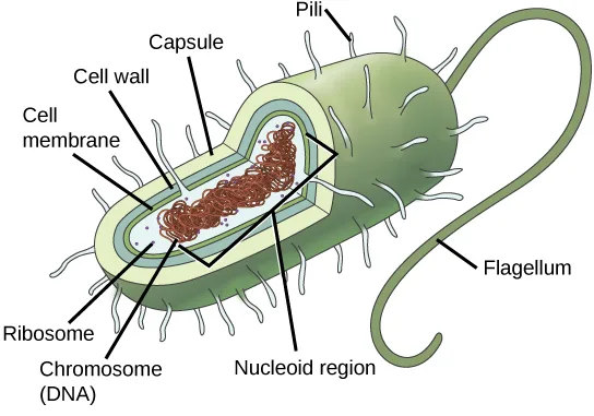 A labeled illustration of a generalized prokaryotic cell: an oval bacterium with a coiled chromosome in a central nucleoid region, ribosomes scattered through the cytoplasm, and the cytoplasm enclosed by a plasma membrane, cell wall, and capsule, with pili projecting from the surface and a flagellum extending from one end.