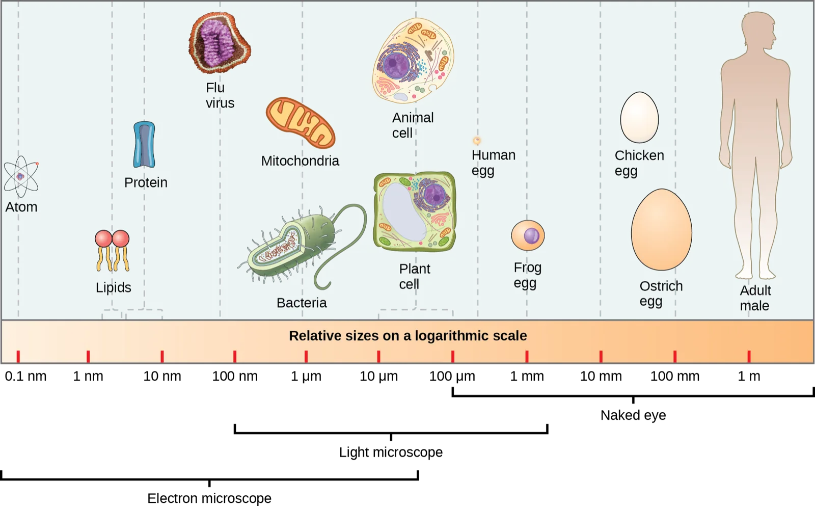 A logarithmic size-scale diagram comparing objects from atoms to a human, spanning 0.1 nanometers to 1 meter, with brackets showing the size ranges visible by electron microscope, light microscope, and naked eye.