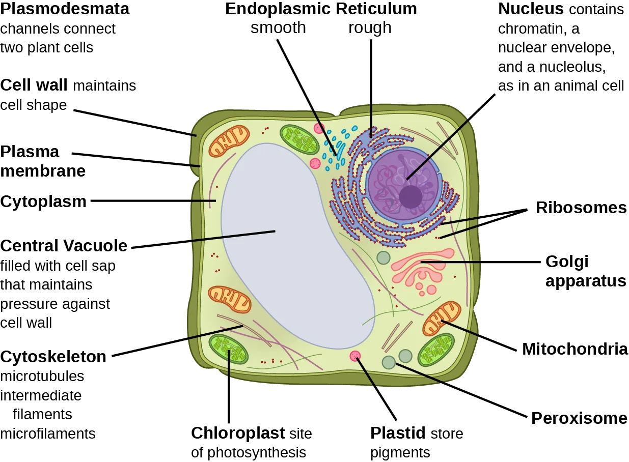 A labeled diagram of a typical plant cell: rectangular, with the same organelles as the animal cell except no centrosome, plus a cell wall, chloroplasts, plastids, and a large central vacuole.