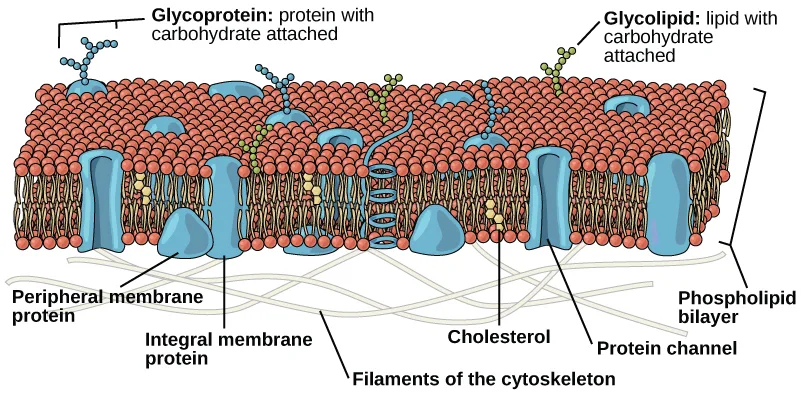 A phospholipid bilayer forming the plasma membrane, with the fatty tails of phospholipids facing the bilayer's center and their hydrophilic heads facing outward. Integral membrane proteins and protein channels span the bilayer, a peripheral protein sits on its surface, carbohydrate chains project from certain proteins and lipids on the outer face, and cytoskeleton filaments line the inner face.