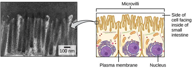Two side-by-side images of microvilli: a transmission electron micrograph showing microvilli as long, slender, finger-like stalks extending from a cell's plasma membrane, next to a diagram of small-intestine lining cells labeling each cell's microvilli, its plasma membrane, its nucleus, and the side of the cell facing the intestine's interior.