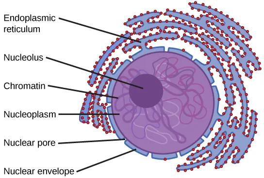 A labeled diagram of the nucleus: a nuclear envelope encloses the nucleoplasm, which holds tangled chromatin threads and a smaller, darker nucleolus; nuclear pores dot the envelope, and ribosome-studded endoplasmic reticulum surrounds the outside of the envelope.