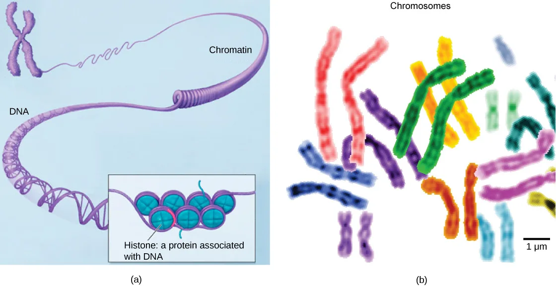 Two panels: (a) a diagram of DNA coiling into chromatin, with a close-up showing the DNA double helix wound around ball-shaped histone proteins; (b) a photograph of about twenty stained, paired chromosomes of different colors and lengths, scattered against a white background.