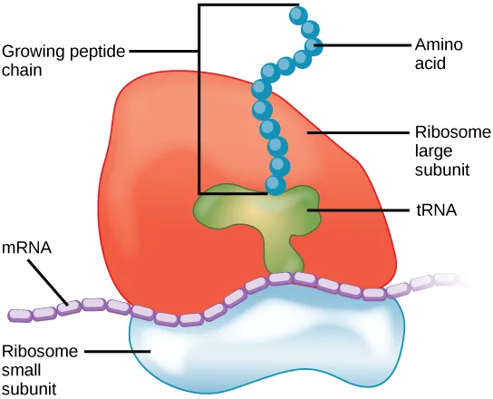 A labeled diagram of a ribosome during protein synthesis: a large subunit sits atop a smaller subunit, a strand of mRNA threads between them, a tRNA sits in the groove between the subunits, and a growing chain of amino acids extends from the large subunit.