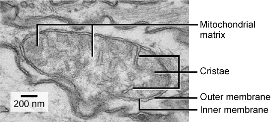 A transmission electron micrograph of a mitochondrion, showing its oval outer membrane and a highly folded inner membrane whose folds form cristae, with the mitochondrial matrix as the space inside the inner membrane.