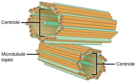 A labeled diagram of a centrosome: two cylindrical centrioles lie at right angles to each other, each cylinder built from nine microtubule triplets arranged around its wall.