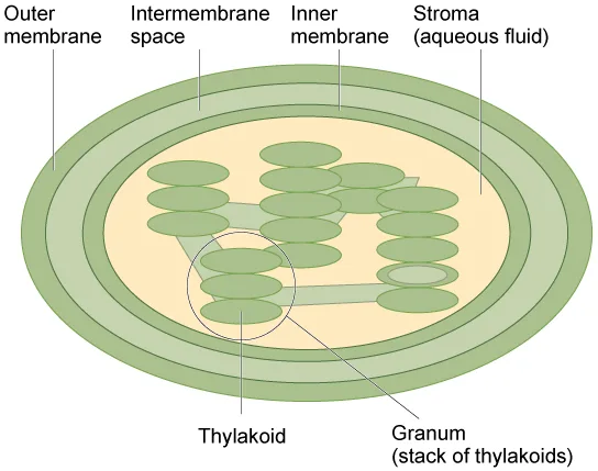 A labeled diagram of a chloroplast: an outer membrane and an inner membrane, separated by the intermembrane space, enclose the stroma, where flattened, stacked thylakoid discs form a granum.