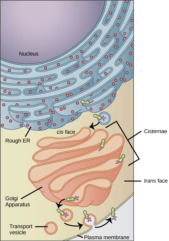 A flow diagram showing an integral membrane protein's path from the rough endoplasmic reticulum, through the Golgi apparatus, to the plasma membrane: a vesicle carrying the protein and an attached carbohydrate buds from the ER, fuses with the Golgi's cis face, and the protein gains more carbohydrate as it passes through the Golgi's stacked membranes before budding from the trans face and fusing with the plasma membrane.