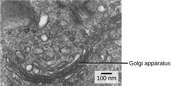 A grayscale transmission electron micrograph of a white blood cell's cytoplasm, labeled to show the Golgi apparatus as a curved stack of dark, flattened membrane layers surrounded by many small round vesicles; a scale bar reads 100 nm.