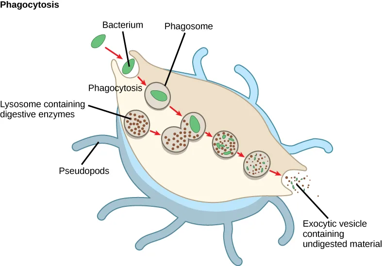 A five-step flow diagram titled Phagocytosis, showing an amoeba-like cell with thin branching surface projections engulfing and digesting a bacterium.