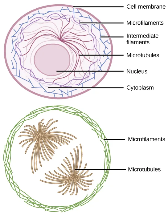 Two labeled diagrams of a generalized cell showing where each cytoskeletal fiber type sits: microfilaments line the inside of the plasma membrane, intermediate filaments form a network throughout the cell, and microtubules radiate out from the center.