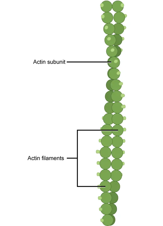 An illustration of two actin filaments wound together, each a chain of ball-shaped actin subunits, with one subunit and a stretch of the double strand labeled.