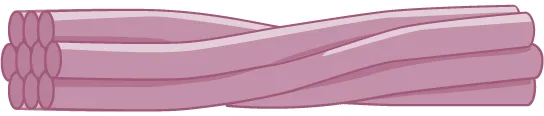 An illustration of several intertwined strands of fibrous protein bundled together to form an intermediate filament.