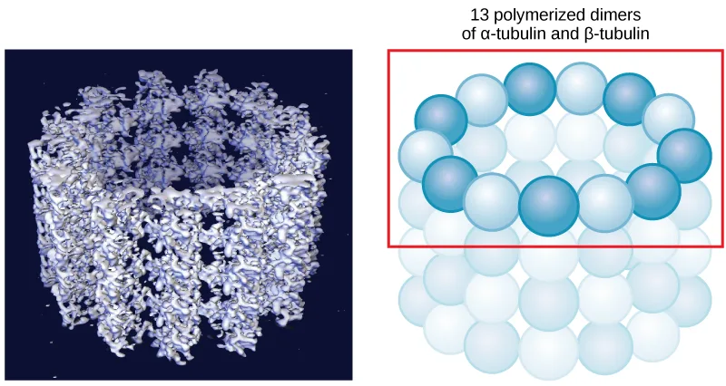Two views of a microtubule wall: a three-dimensional molecular model of the hollow tube, and a schematic ring of 13 polymerized dimers of α-tubulin and β-tubulin.