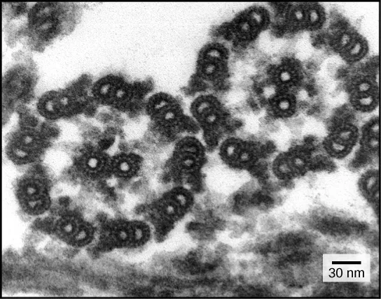 A transmission electron micrograph showing cross sections of two flagella, each a ring of nine microtubule doublets surrounding a single central microtubule doublet, with a scale bar reading 30 nm.