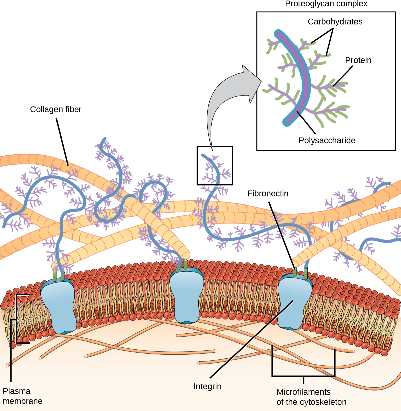 The plasma membrane of an animal cell anchored to an extracellular network of collagen fibers by integrin and fibronectin proteins, with proteoglycan complexes extending into the matrix; an inset details one proteoglycan complex's structure.