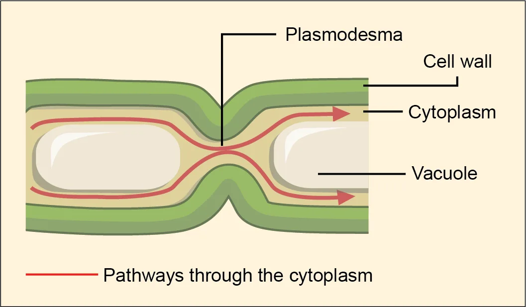Two adjacent plant cells, each with a cell wall, cytoplasm, and vacuole, connected by a single plasmodesma — a narrow channel through a gap in their shared cell wall.