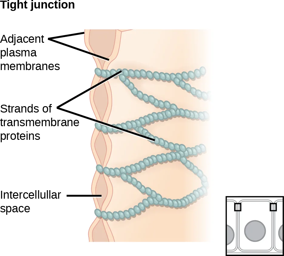 Two adjacent animal cells' plasma membranes zippered together by interwoven strands of transmembrane proteins, the structure that forms a tight junction; a small inset shows the same junction from above, as a belt encircling each cell.