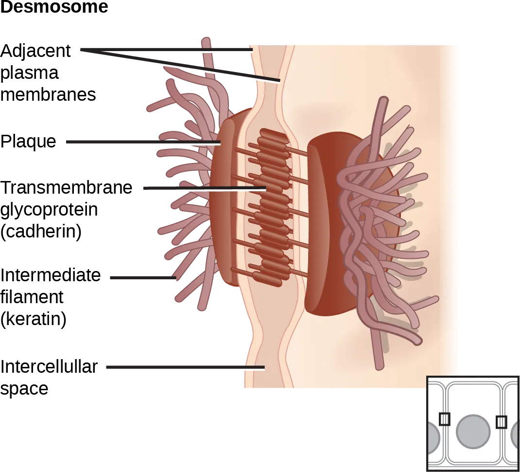 Two adjacent animal cells' plasma membranes joined by a desmosome: a plaque of cadherin proteins bridging the intercellular space, anchored on each side to intermediate filaments radiating into the cytoplasm; a small inset shows the same junction from above, as a spot on the cell surface.