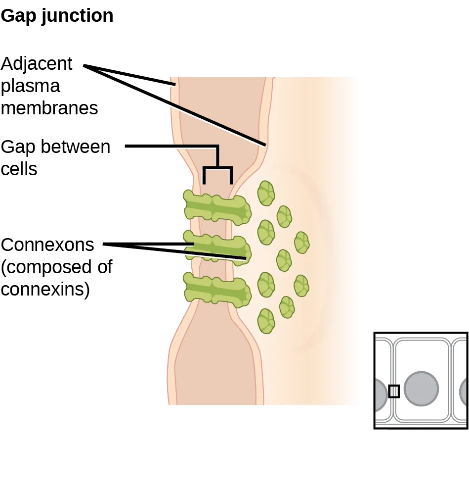 Two adjacent animal cells' plasma membranes joined by a gap junction: rows of connexon channels spanning the narrow gap between the cells, with small molecules shown passing through into the neighboring cell; a small inset shows the same junction from above, as a small pore between two cells.