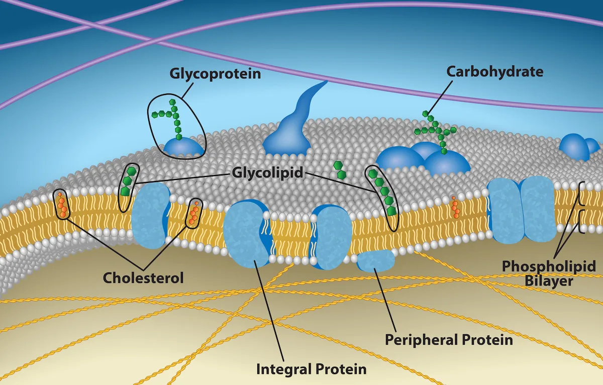 A cross-section of the plasma membrane in the fluid mosaic model: a phospholipid bilayer with integral proteins embedded across it (one pair forming a channel with a central pore), a peripheral protein attached to one side only, cholesterol between the phospholipid tails, and a glycoprotein and a glycolipid each with a carbohydrate chain projecting from the membrane's outer face.