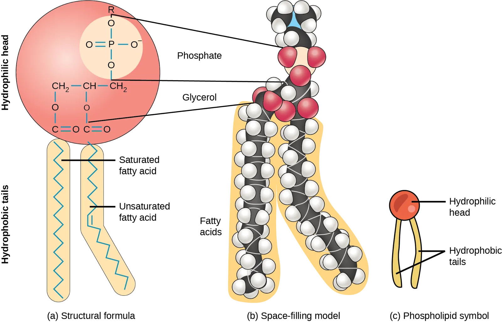 A phospholipid shown three ways: (a) a structural formula — a phosphate group linked to a three-carbon glycerol backbone, with two fatty acid chains attached, one saturated (straight) and one unsaturated (kinked); (b) a space-filling ball-and-stick model of the same molecule with its hydrophilic head and hydrophobic tails labeled; (c) the simplified symbol used for a phospholipid elsewhere in this chapter, a circle above two wavy lines.
