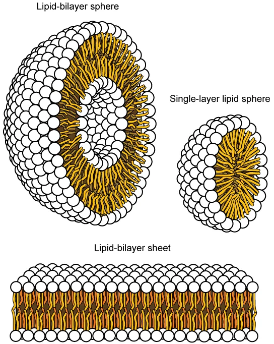 Three lipid arrangements in water, each labeled: a lipid-bilayer sphere shown as a wedge-cut torus with two concentric layers of polar heads and tails, a smaller single-layer lipid sphere with only one layer of heads and tails, and a flat lipid-bilayer sheet with tails sandwiched between two rows of heads.