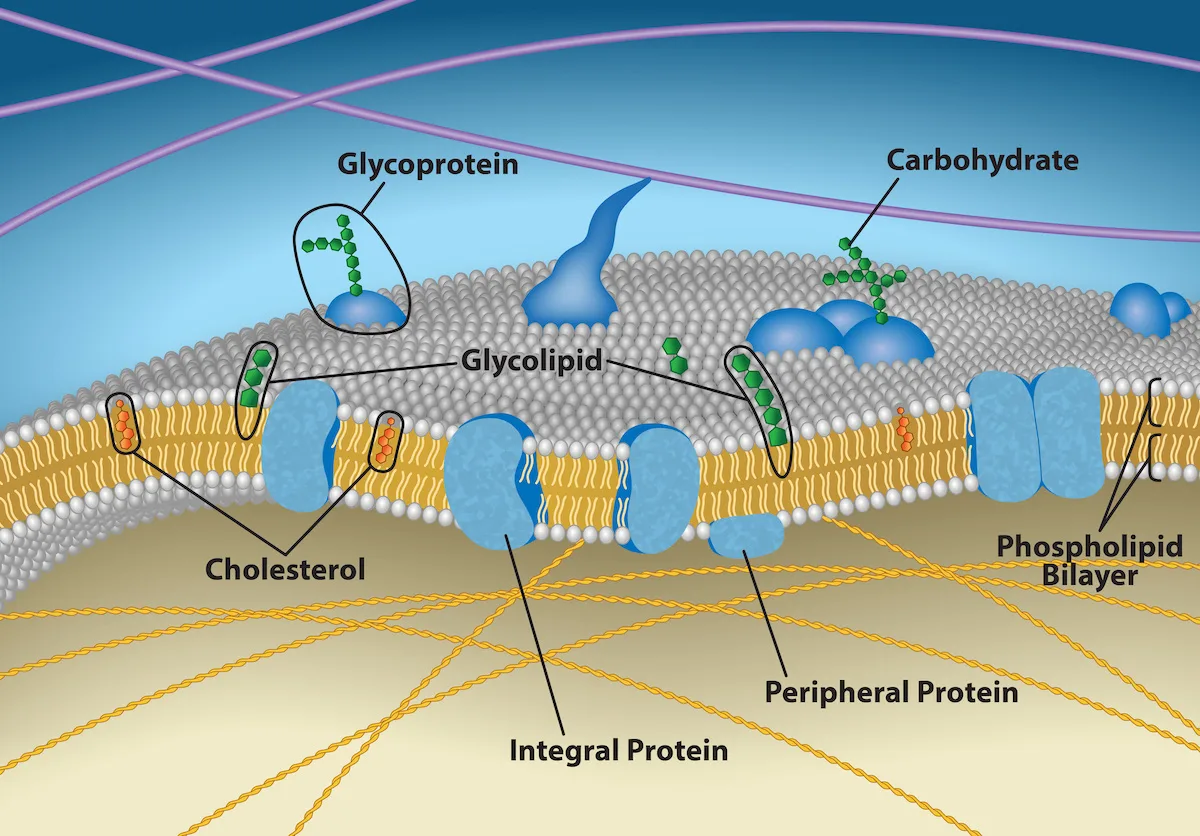 A cross-section of the plasma membrane's phospholipid bilayer, showing that its two faces carry different components: glycoproteins, a carbohydrate chain, and glycolipids project from the outer, extracellular leaflet, while cholesterol sits within the bilayer and integral and peripheral proteins concentrate toward the inner, cytoplasmic face, which is threaded by cytoskeletal fibers.
