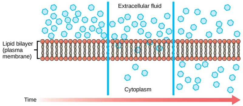 A three-part diagram of a lipid bilayer separating extracellular fluid, crowded with small hexagonal particles, from the cytoplasm below, which starts empty; over time (left to right) the particles diffuse across the membrane until they are equally dense on both sides.