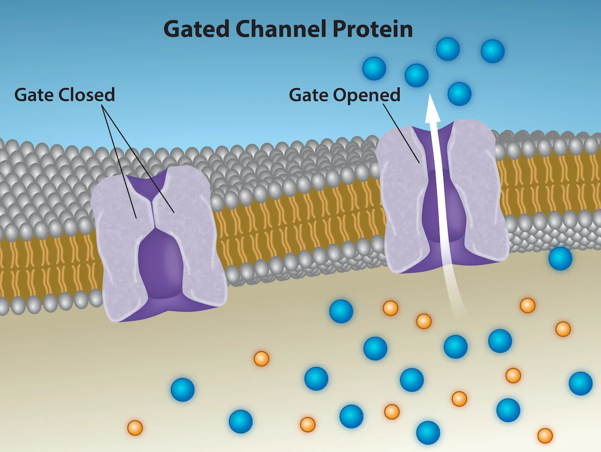 A diagram titled Gated Channel Protein showing two copies of the same channel protein embedded in the membrane: on the left, labeled Gate Closed, the channel's interior pinches shut and no ions cross; on the right, labeled Gate Opened, the channel is open and an arrow shows ions passing through from the extracellular fluid into the cytoplasm.