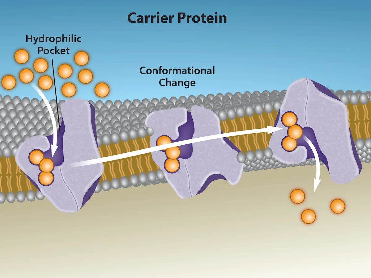 A diagram titled Carrier Protein showing the same purple carrier protein in three sequential positions across the membrane: first with its hydrophilic pocket open to the extracellular fluid and three orange particles entering it, then mid conformational change, and finally with the pocket open to the cytoplasm, releasing the three particles inside the cell.