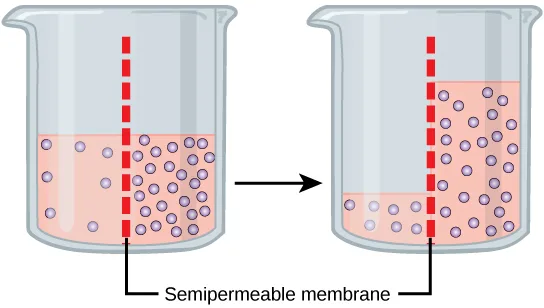 Two side-by-side beakers, each split down the middle by a red dashed semipermeable membrane. In the left beaker the liquid level is the same on both sides, with purple solute particles concentrated on the right half and almost none on the left. In the right beaker, after time has passed, the liquid level has risen on the solute side and dropped on the particle-free side, while the same number of solute particles now occupies the larger volume.