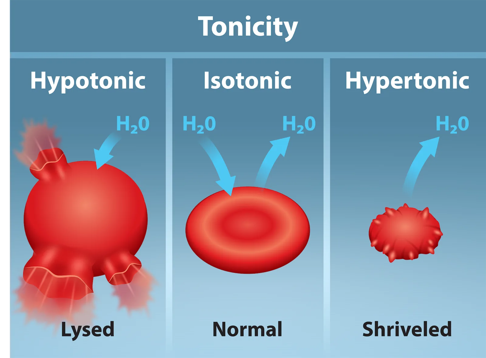 A diagram titled Tonicity with three panels of a red blood cell: in a hypotonic solution the cell is bloated and lysed, with fragments tearing away; in an isotonic solution the cell keeps its normal disc shape; in a hypertonic solution the cell is shriveled with a spiky, crenated outline. Blue arrows show water (H₂O) moving into the cell in the first panel, both into and out of it in the second, and out of it in the third.