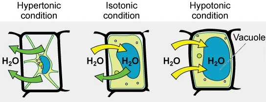 Three small schematic plant cells, each with a thick black cell wall, a yellow-green cytoplasm layer, and a blue central vacuole, showing the vacuole's size and the direction of water (H₂O) movement under three conditions: in a hypertonic condition the vacuole has shrunk away from the wall with water leaving; in an isotonic condition the vacuole and cytoplasm are unchanged in size with water moving both in and out; in a hypotonic condition the vacuole has swollen to fill the cell, pressing the cytoplasm against the wall, with water moving in.