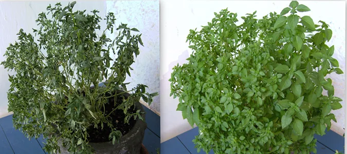 Two potted plants side by side: the one on the left is wilted, with its stems drooping and leaves shriveled and drying; the one on the right stands upright and full, with broad, soft green leaves.