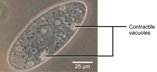 A bright-field light micrograph of an oval-shaped, single-celled organism, with two contractile vacuoles visible as small round structures near its two ends, indicated by leader lines; a scale bar reads 25 µm.