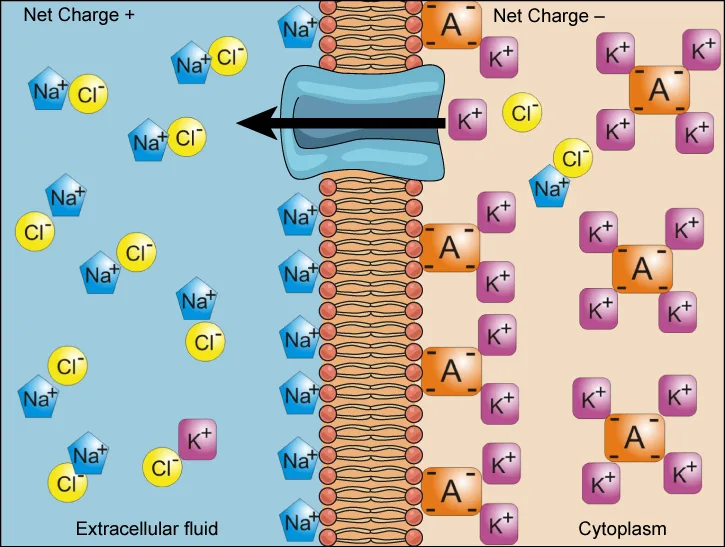 A membrane bilayer diagram labeled Net Charge + on the extracellular-fluid side and Net Charge − on the cytoplasm side. The extracellular fluid holds many Na⁺ ions paired with Cl⁻ ions; the cytoplasm holds K⁺ ions paired with negatively charged protein molecules (labeled A) that cannot cross the membrane. A channel spans the bilayer with an arrow pointing from the cytoplasm toward the extracellular fluid, showing K⁺ flowing out of the cell down its concentration gradient even though the cell's interior is net negative.