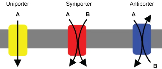 Three side-by-side membrane transport proteins labeled Uniporter, Symporter, and Antiporter. The uniporter carries substance A straight through the membrane in one direction. The symporter carries substances A and B together, both moving the same direction. The antiporter carries substances A and B in opposite directions, one in and one out.