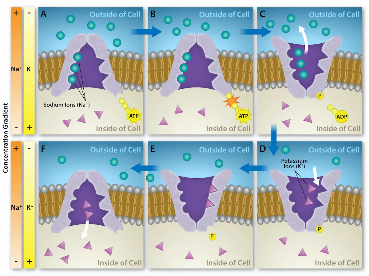 Six labeled panels (A–F) showing one cycle of the sodium-potassium pump. In panel A the pump opens toward the cell's inside and binds three sodium ions; in B it hydrolyzes ATP; in C it reorients toward the outside and releases the sodium ions; in D it binds two potassium ions from outside; in E it releases its phosphate group; in F it reorients back toward the inside and releases the potassium ions into the cytoplasm.