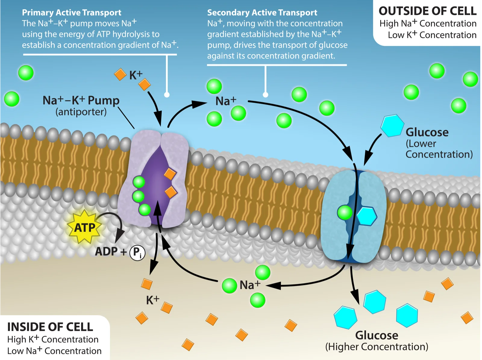 A membrane bilayer diagram with two transport proteins side by side: a sodium-potassium pump (antiporter) using ATP hydrolysis to move three Na⁺ ions out of the cell for every two K⁺ ions it moves in, and a sodium-glucose cotransporter that uses the resulting Na⁺ gradient to carry Na⁺ and glucose together into the cell, against glucose's own concentration gradient.