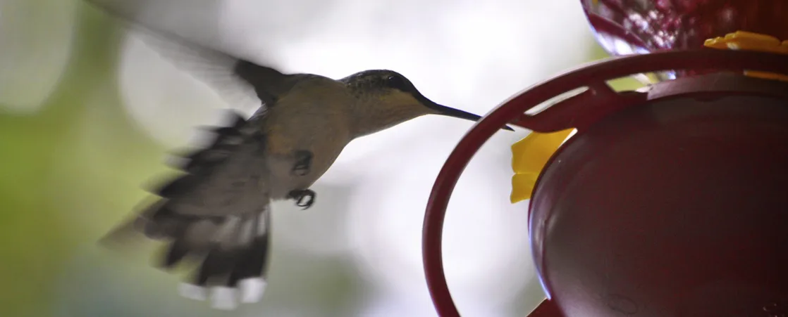 A hummingbird with its wings blurred in motion hovers beside a red flower-shaped feeder, its long thin beak inserted into one of the feeder's yellow-rimmed ports.