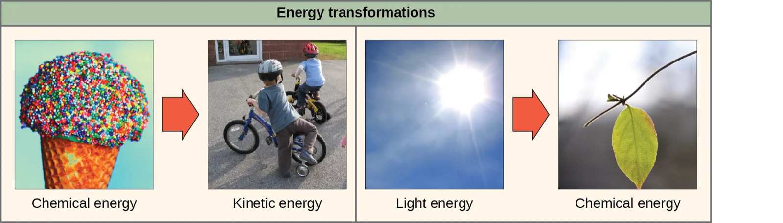 A labeled diagram of two side-by-side energy transformations, each two photographs joined by an arrow. On the left, a photo of a sprinkle-covered ice cream cone labeled Chemical energy points to a photo of two boys on bicycles labeled Kinetic energy. On the right, a photo of the sun in a blue sky labeled Light energy points to a photo of a leaf on a branch labeled Chemical energy.