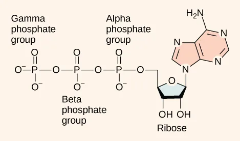 The molecular structure of adenosine triphosphate: three phosphate groups, labeled alpha, beta, and gamma, attached in a chain to a ribose sugar, which is also bonded to the nitrogen-containing base adenine.