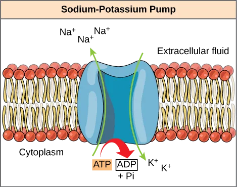 An illustration of the sodium-potassium pump embedded in the cell membrane. ATP hydrolysis catalyzes a conformational change in the pump that moves sodium ions from the cytoplasmic side to the extracellular side of the membrane, and potassium ions from the extracellular side to the cytoplasmic side.