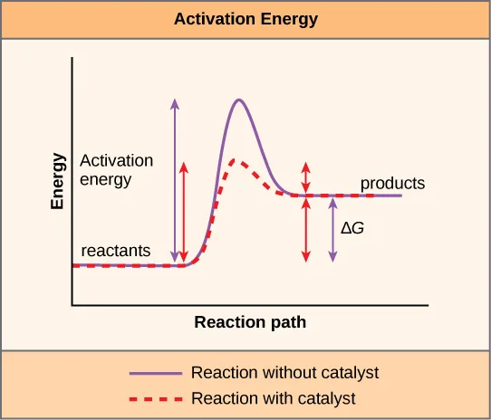 A graph of energy against reaction path, comparing a reaction with and without a catalyst. Both curves start at the same reactants level, rise over an activation-energy hump, and settle at the same, lower products level; the catalyzed curve's hump is smaller.