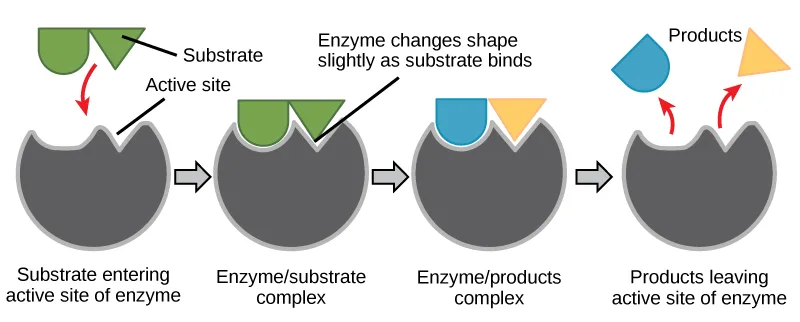 A four-step sequence showing a substrate entering an enzyme's active site, the enzyme changing shape slightly as the substrate binds, and the resulting products leaving the active site.