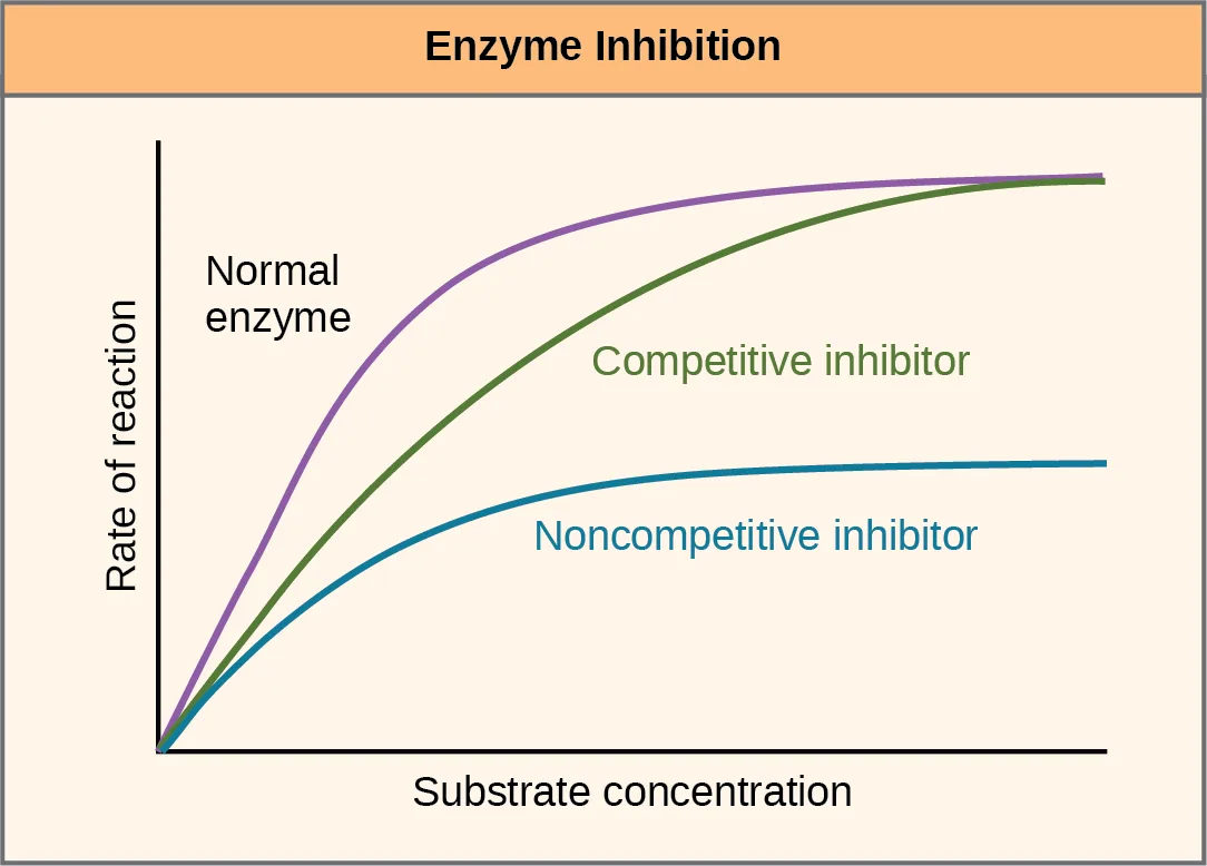 A graph of rate of reaction against substrate concentration, comparing a normal enzyme with an enzyme in the presence of a competitive inhibitor and with an enzyme in the presence of a noncompetitive inhibitor.