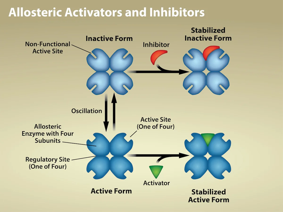 Two side-by-side diagrams of a four-subunit allosteric enzyme: one shows an inhibitor binding away from the active site and locking the enzyme in its inactive form, and the other shows an activator binding away from the active site and stabilizing the enzyme's active form.
