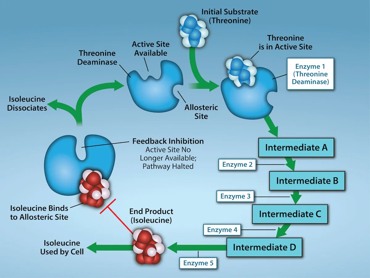 A metabolic pathway flow chart in which threonine deaminase converts threonine through four intermediates and five enzymes into the end product isoleucine, which then feeds back to bind the enzyme's allosteric site and block the pathway.